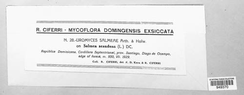 Uromyces salmeae image